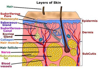 Learn about the Skin