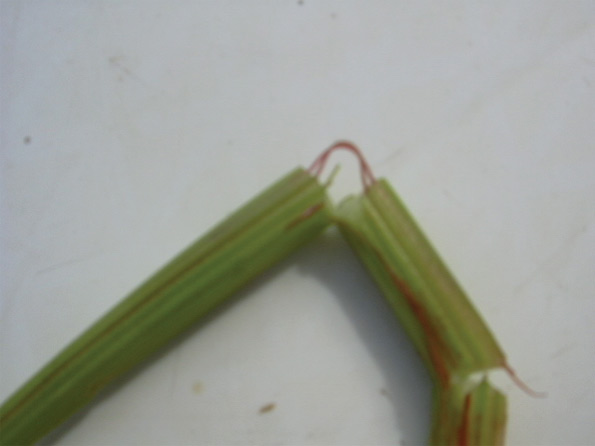 7_red_celery