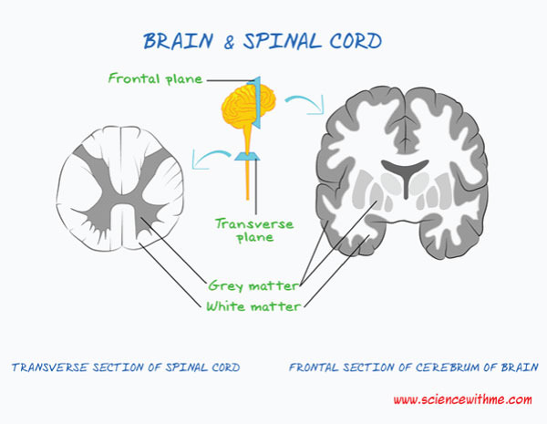 Brain_SpinalCord