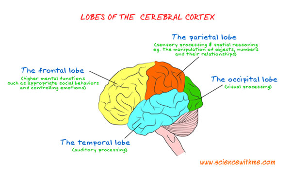 LobesCerebralCortex