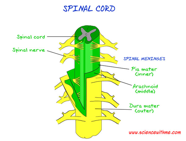 SpinalCord