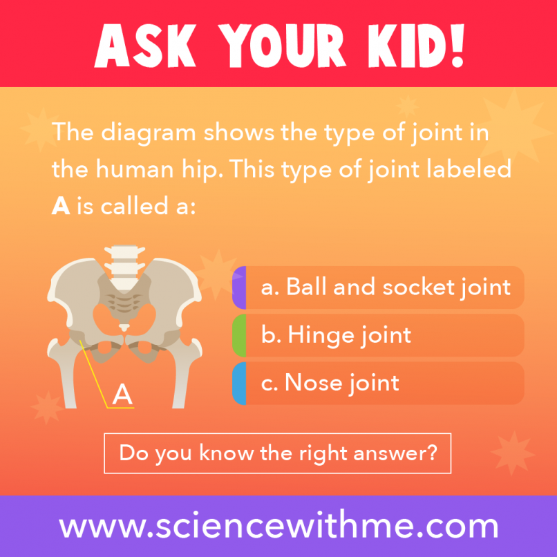 ball&amp;socket-joint