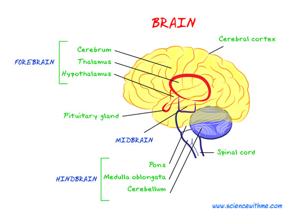 brain2