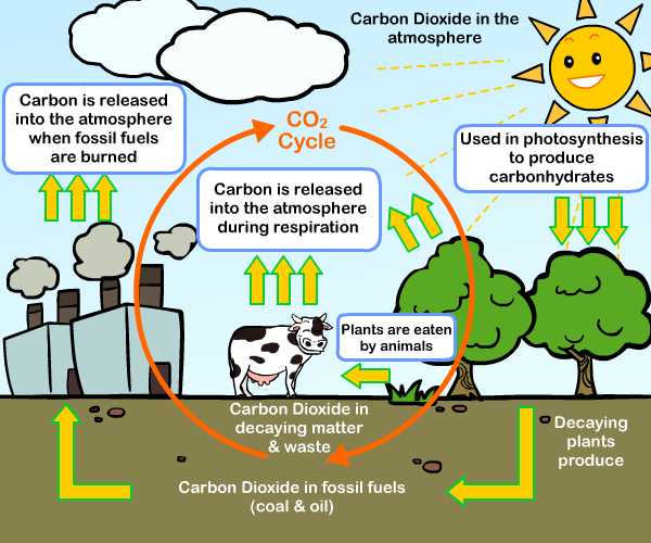 Science With Me - Learn about Fossil Fuels