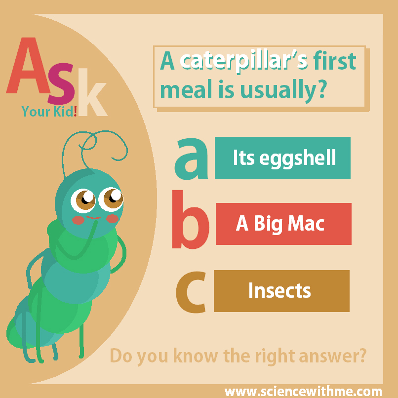 A caterpillar’s first meal is usually?