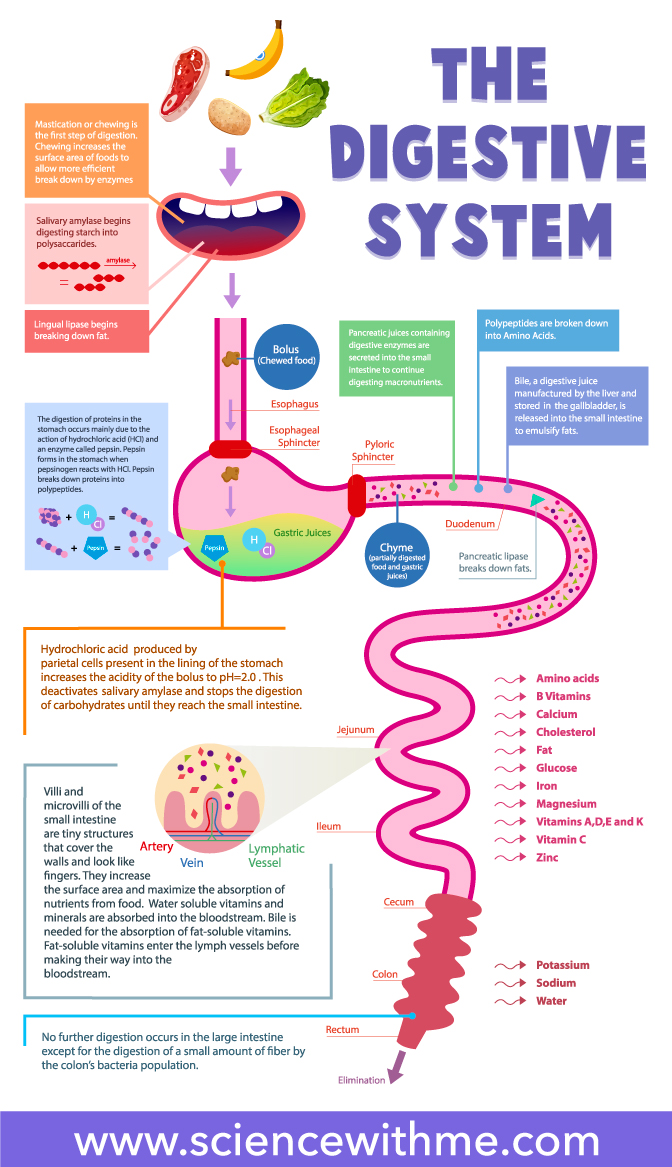 Digestive System Infographics