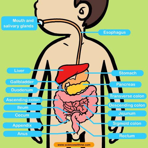 digestive_system_1