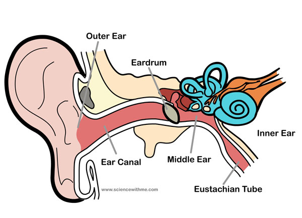 Learn about the Ear