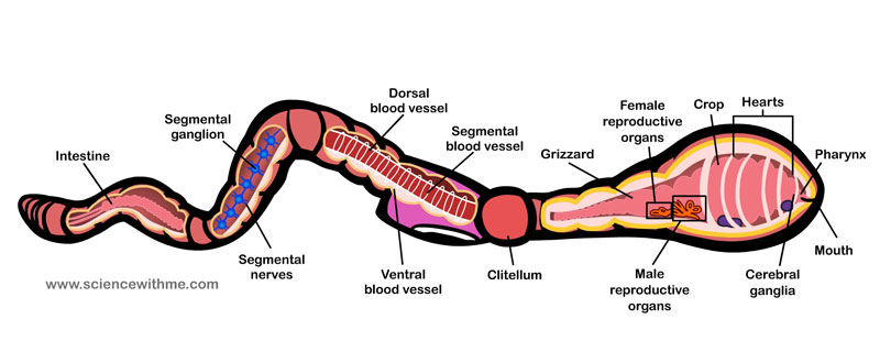 Learn about Earthworms