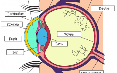 Learn about the Human Eye
