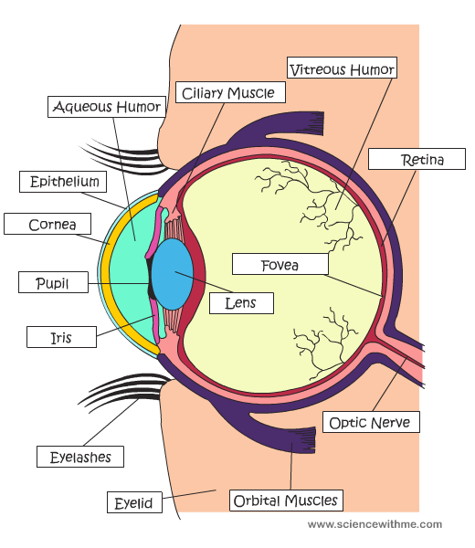 eye1C