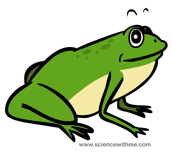 frog