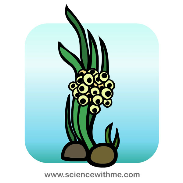 Science With Me - Life cycle of the Frog