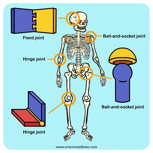 Learn about your Joints