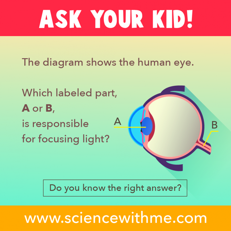 Which part is responsible for focusing light?