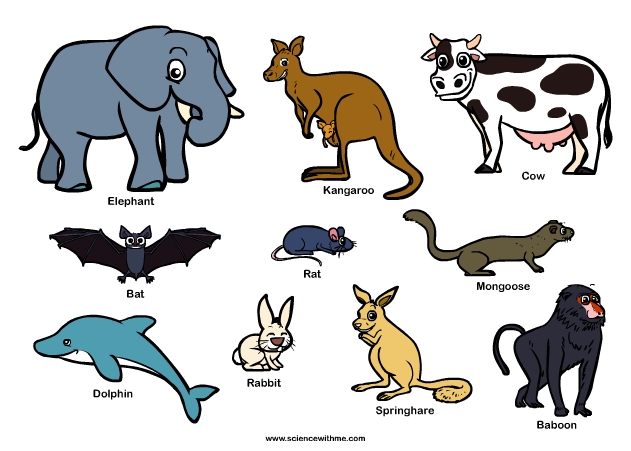 Learn about Mammals