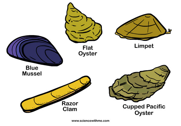 Learn about Mollusks