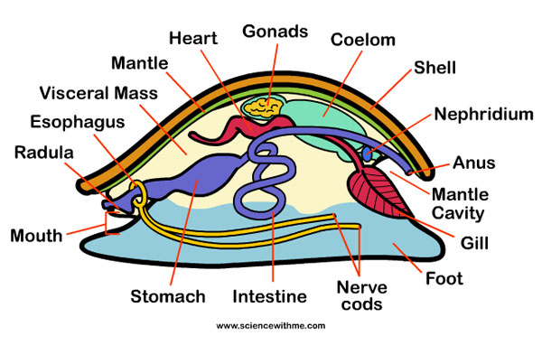 mollusks2C