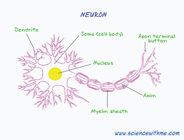 Learn about the Human Nervous System