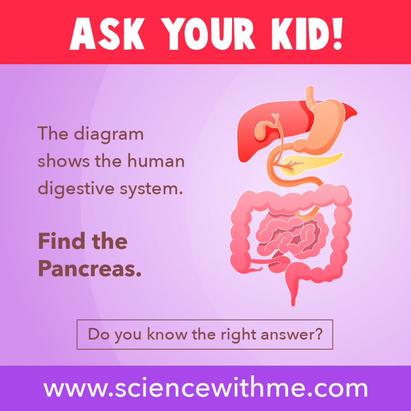 Find the pancreas