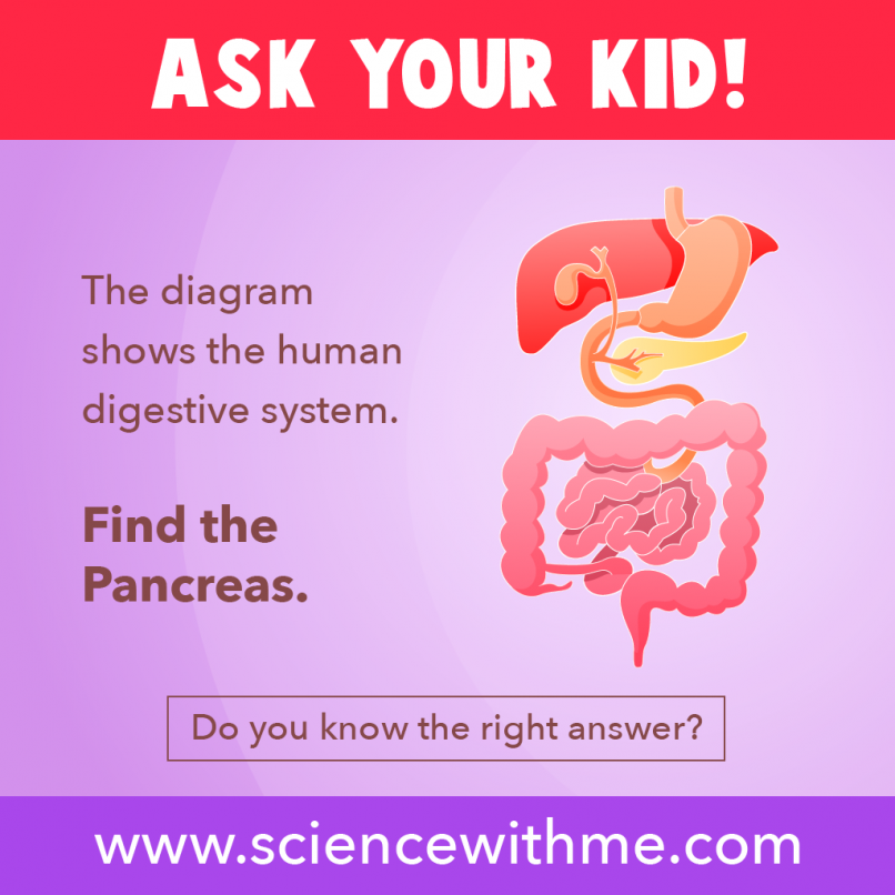 pancreas