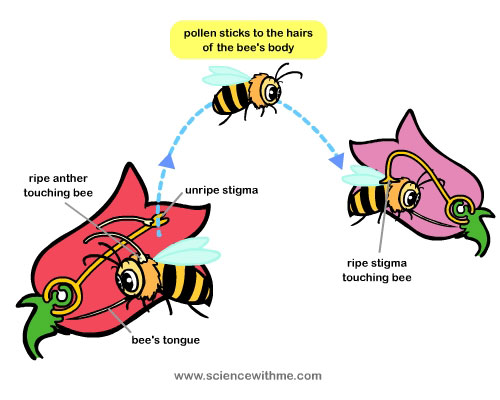Learn about Pollination