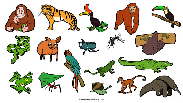 Rainforest Animals List For Kids