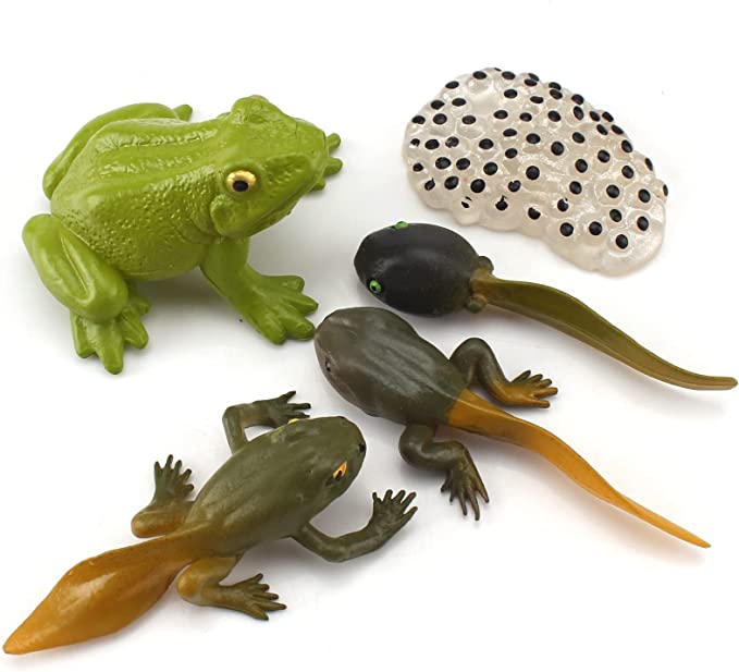 Frog Animal Life Cycle Model Figure