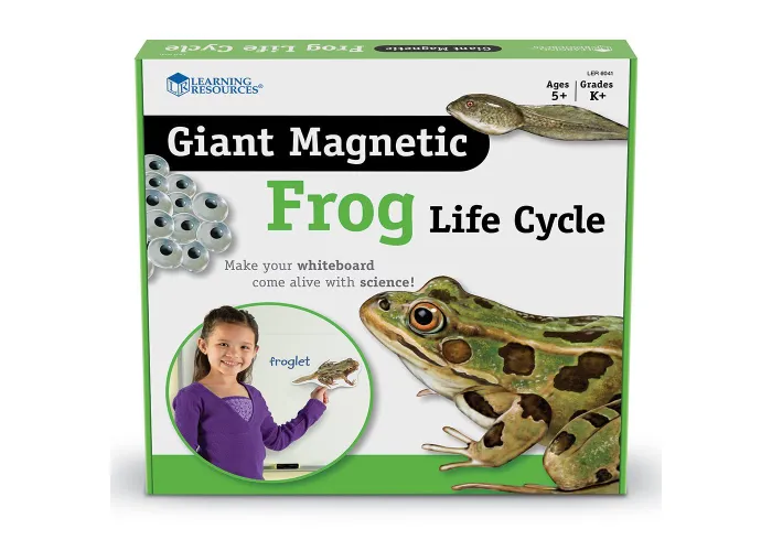 Giant Magnetic Frog Life Cycle