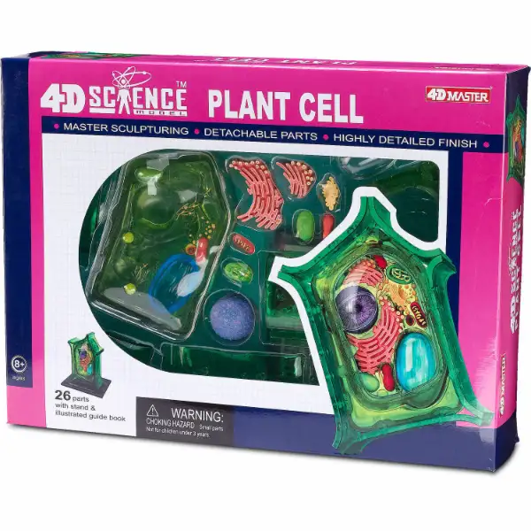 4D Science Plant Cell Model