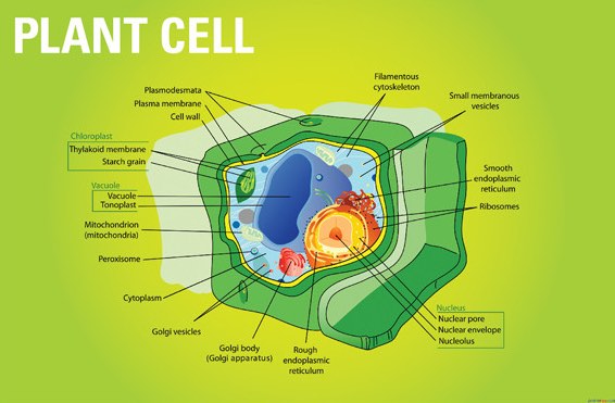 Plant Cell Classroom Biology Poster