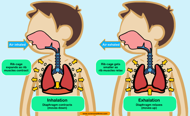 Learn about Respiration