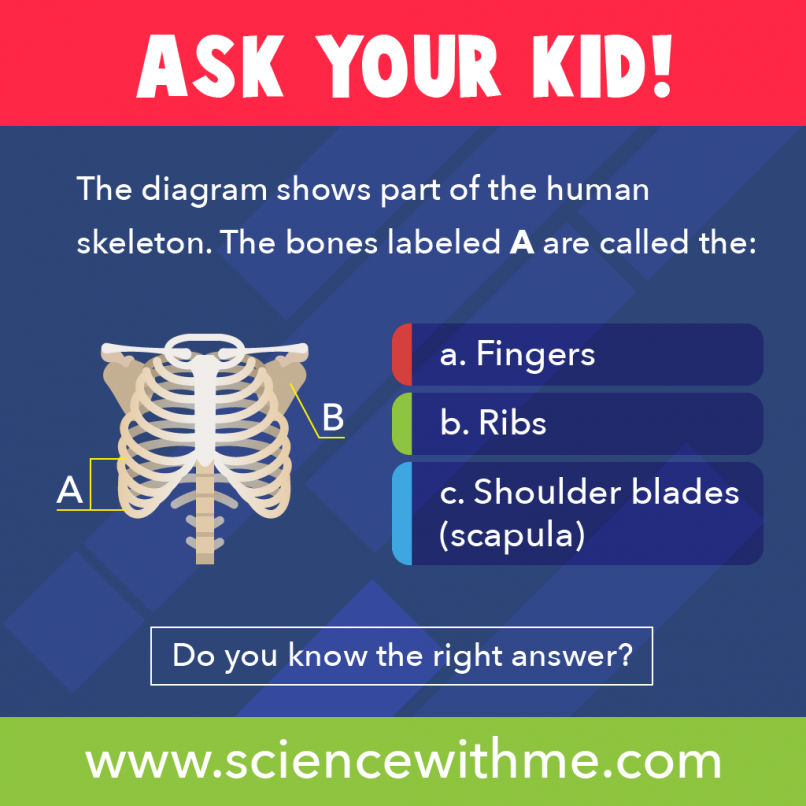 The bones labeled A are called the...