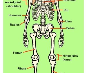 Learn about the Skeleton