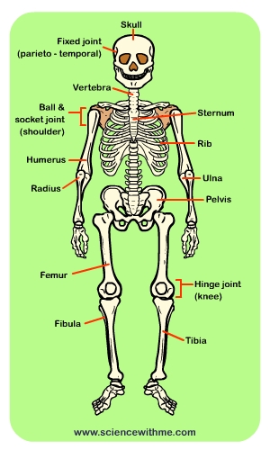 skeleton_1