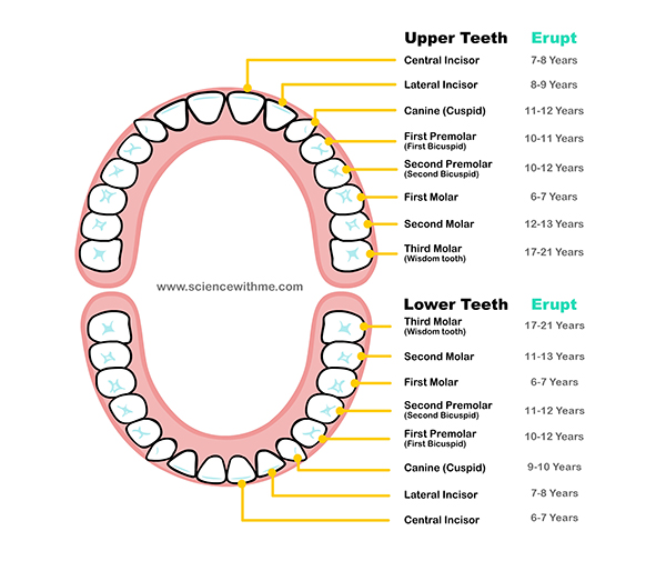 Learn about the Teeth