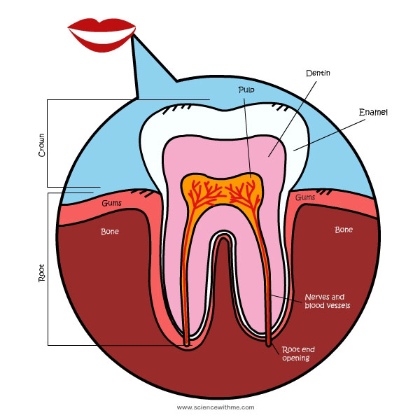 tooth explanation image
