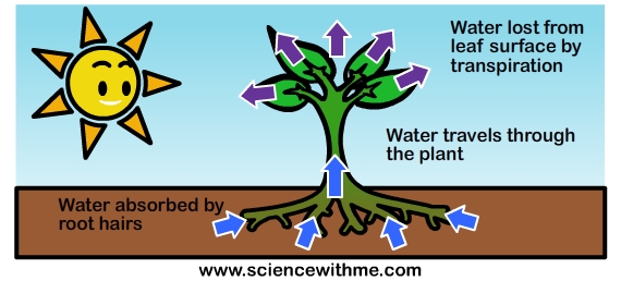 Learn about Transport in Plants