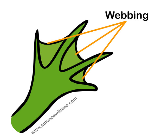 webfoot1